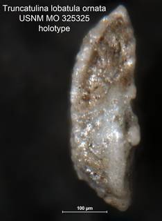 To NMNH Paleobiology Collection (Truncatulina lobatula ornata MO 325325 holo 2)