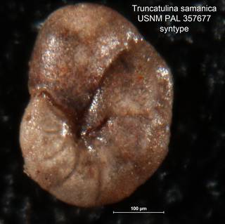 To NMNH Paleobiology Collection (Truncatulina samanica PAL 357677 holo L1)
