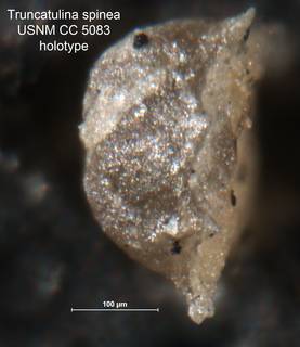 To NMNH Paleobiology Collection (Truncatulina spinea CC 5083 holo 2)