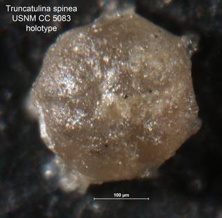 To NMNH Paleobiology Collection (Truncatulina spinea CC 5083 holo 1)