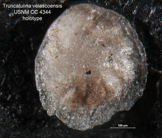 To NMNH Paleobiology Collection (Truncatulina velascoensis CC 4344 holo 1)