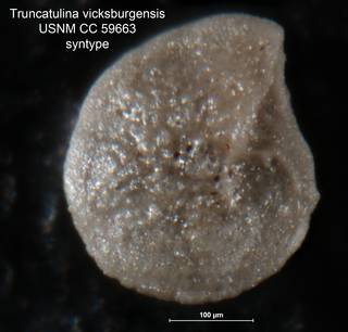 To NMNH Paleobiology Collection (Truncatulina vicksburgensis CC 59663 syn rt 1)