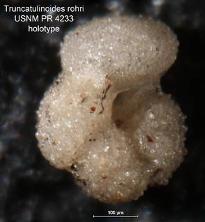 To NMNH Paleobiology Collection (Truncatulinoides rohri PR 4233 holo 1)