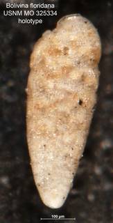 To NMNH Paleobiology Collection (Bolivina floridana MO325334 holo)