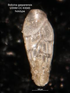 To NMNH Paleobiology Collection (Bolivina gasparensis CC63045 holo)