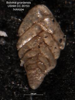 To NMNH Paleobiology Collection (Bolivina girardensis CC20153 holo)