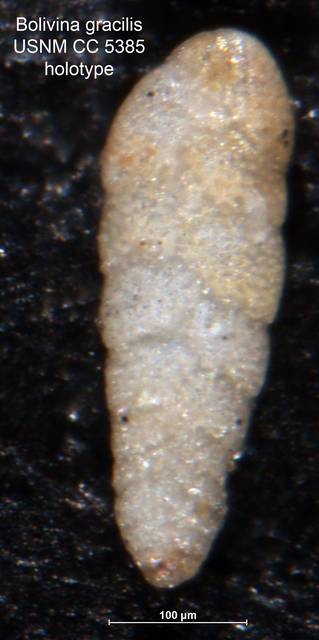 To NMNH Paleobiology Collection (Bolivina gracilis CC5385 holo 1)