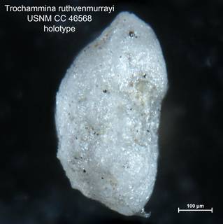 To NMNH Paleobiology Collection (Trochammina ruthvenmurrayi CC46568 holo 3)