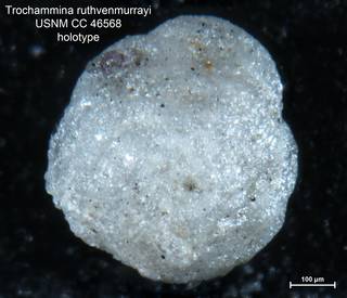 To NMNH Paleobiology Collection (Trochammina ruthvenmurrayi CC46568 holo 1)