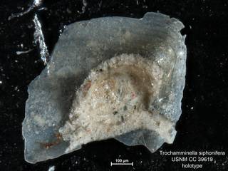 To NMNH Paleobiology Collection (Trochamminella siphonifera CC 39619 holo 1)