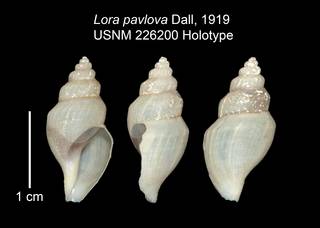 To NMNH Extant Collection (IZ MOL 226200 Holotype Shell Plate)