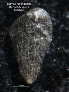 To NMNH Paleobiology Collection (Bolivina harangensis CC 25241 holo)