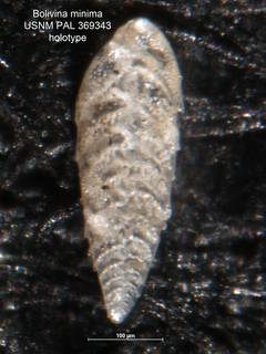 To NMNH Paleobiology Collection (Bolivina minima PAL 369343 holo 1)