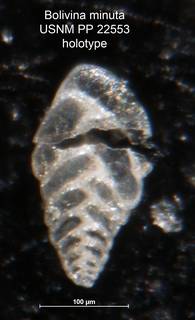 To NMNH Paleobiology Collection (Bolivina minuta PP 22553 holo)