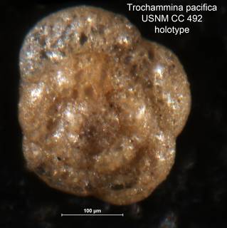 To NMNH Paleobiology Collection (Trochammina pacifica CC 492 holo 1)
