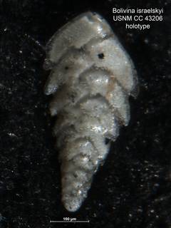 To NMNH Paleobiology Collection (Bolivina israelskyi CC43206 holo 2)