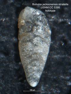 To NMNH Paleobiology Collection (Bolivina jacksonensis var striatella cc 5395)