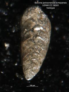 To NMNH Paleobiology Collection (Bolivina jacksonensis var tumeyensis CC38581 holo)