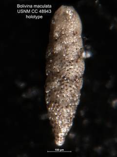 To NMNH Paleobiology Collection (Bolivina maculata CC48943 holo 2)
