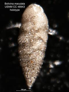 To NMNH Paleobiology Collection (Bolivina maculata CC48943 holo 1)