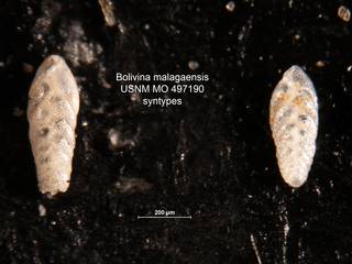 To NMNH Paleobiology Collection (Bolivina malagaensis MO497190 syn)