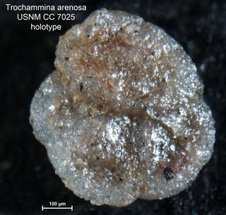 To NMNH Paleobiology Collection (Trochammina arenosa CC7025 holo 2)
