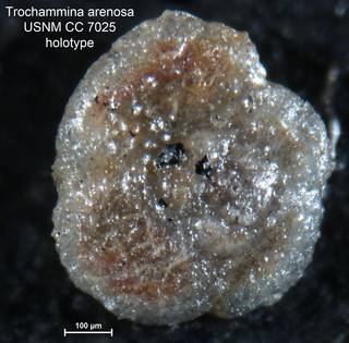To NMNH Paleobiology Collection (Trochammina arenosa CC7025 holo 1)