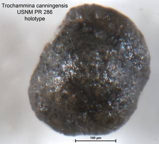 To NMNH Paleobiology Collection (Trochammina canningensis PR286 holo 2)