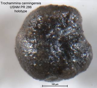 To NMNH Paleobiology Collection (Trochammina canningensis PR286 holo 1)