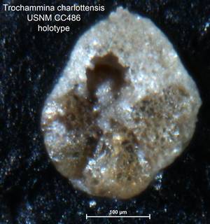 To NMNH Paleobiology Collection (Trochammina charlottensis CC486 holo 2)