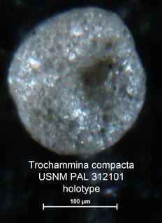 To NMNH Paleobiology Collection (Trochammina compacta PAL312101 holo 1)