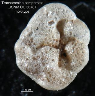 To NMNH Paleobiology Collection (Trochammina comprimata CC56787 holo 2)