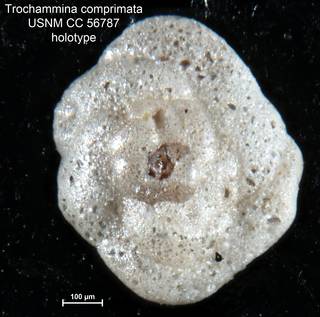 To NMNH Paleobiology Collection (Trochammina comprimata CC56787 holo 1)