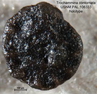 To NMNH Paleobiology Collection (Trochammina contornata PAL106333 holo 1)