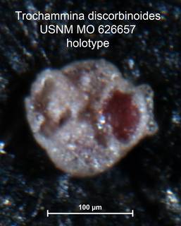 To NMNH Paleobiology Collection (Trochammina discorbinoides MO626657  holo 2)