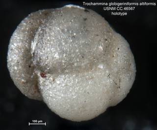 To NMNH Paleobiology Collection (Trochammina globigeriniformis altiformis CC46567 holo 2)
