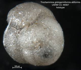 To NMNH Paleobiology Collection (Trochammina globigeriniformis altiformis CC46567 holo 1)