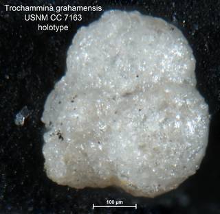 To NMNH Paleobiology Collection (Trochammina grahamensis CC7163 holo 2)