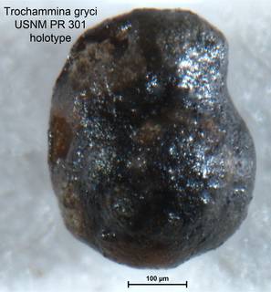 To NMNH Paleobiology Collection (Trochammina gryci PR301 holo 1)