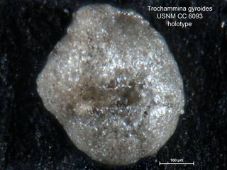 To NMNH Paleobiology Collection (Trochammina gyroides CC6093 holo 1)