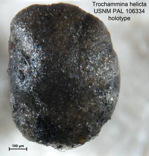 To NMNH Paleobiology Collection (Trochammina helicta PAL106334 holo 2)