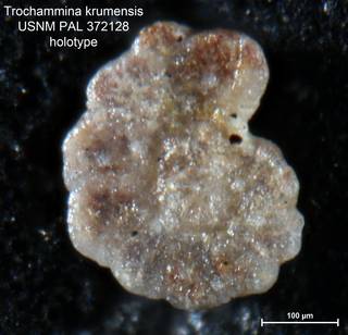 To NMNH Paleobiology Collection (Trochammina krumensis PAL372128 holo 2)