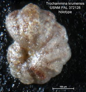 To NMNH Paleobiology Collection (Trochammina krumensis PAL372128 holo 1)