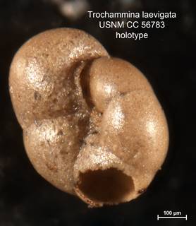 To NMNH Paleobiology Collection (Trochammina laevigata CC 56783 holo 2)