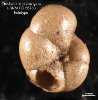 To NMNH Paleobiology Collection (Trochammina laevigata CC 56783 holo 1)