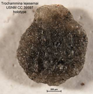 To NMNH Paleobiology Collection (Trochammina lejesemai CC39597 holo 2)