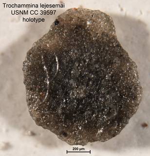 To NMNH Paleobiology Collection (Trochammina lejesemai CC39597 holo 1)