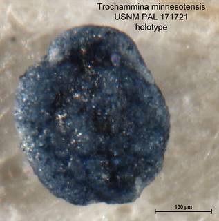 To NMNH Paleobiology Collection (Trochammina minnesotensis PAL 171721 holo 1)