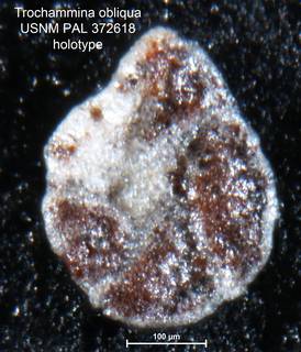 To NMNH Paleobiology Collection (Trochammina obliqua PAL372618 holo 2)