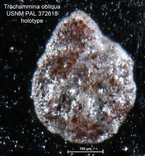To NMNH Paleobiology Collection (Trochammina obliqua PAL372618 holo 1)